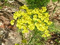 Lotus corniculatus - Lotier (1) (Photo F. Mrugala)